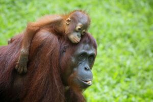 Orangutan Born at Washington DC National Zoo!